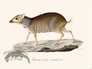 Cuvier 235 Javan Goat